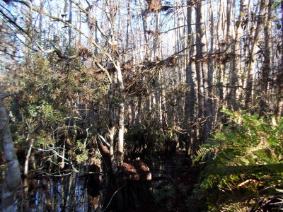 And in the swamp.
