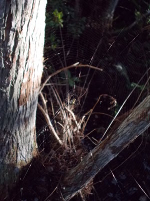 'nother 'nother spider