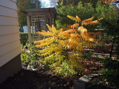 Tiger eyes sumac