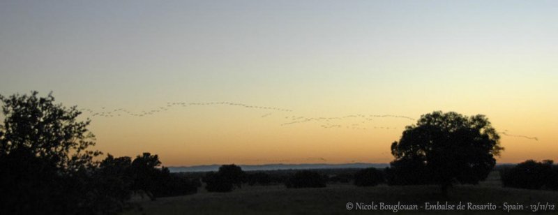 Common Cranes 
