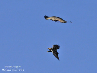 Spanish Imperial Eagle and Eurasian Griffon Vulture