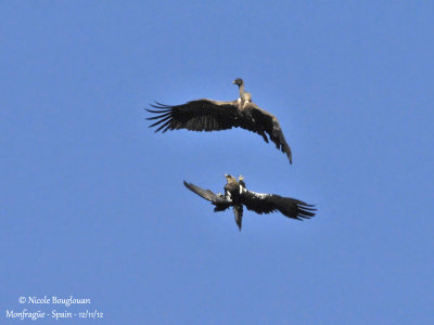 Spanish Imperial Eagle and Eurasian Griffon Vulture