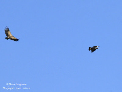 Spanish Imperial Eagle and Eurasian Griffon Vulture