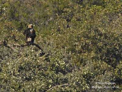 Spanish Imperial Eagle 