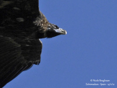 Cinereous Vulture