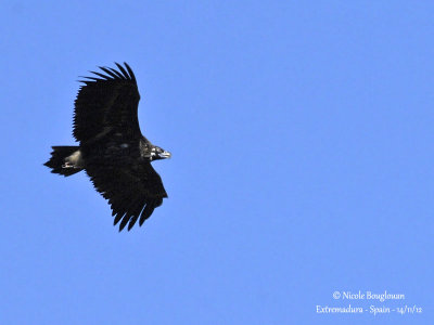 Cinereous Vulture 