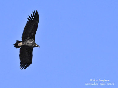 Cinereous Vulture 