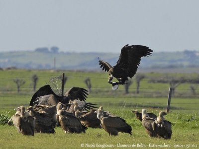 Cinereous and Griffon Vultures 
