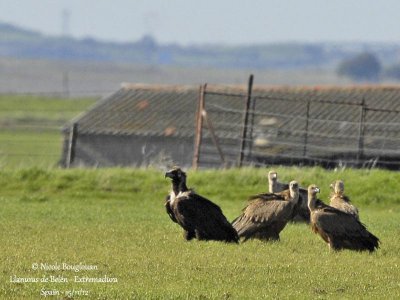 Cinereous Vulture 