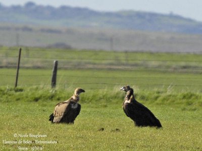 Cinereous Vulture 