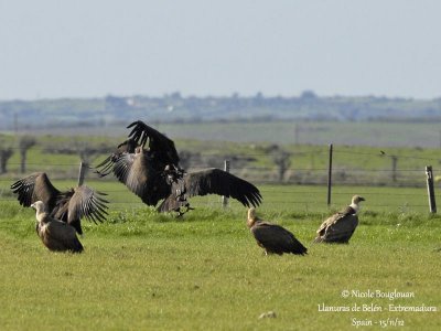 Cinereous Vulture 