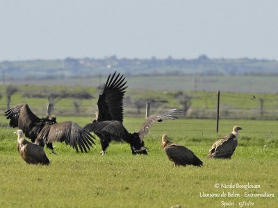Cinereous Vulture 