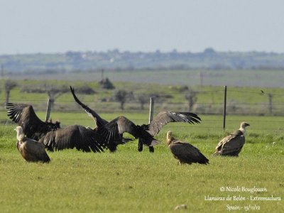 Cinereous Vulture 