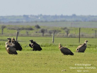 Cinereous Vulture 