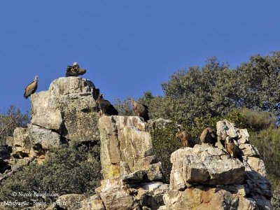 Eur Griffon Vultures and Cinereous Vulture