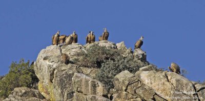 Eur Griffon Vultures and Sp Imperial Eagle on the left behind the rock