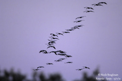 Common Cranes 