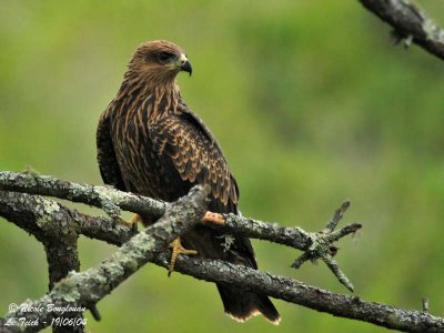 Black Kite juv