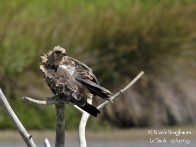 BLACK KITE JUVENILE - FIRST EXPERIENCES