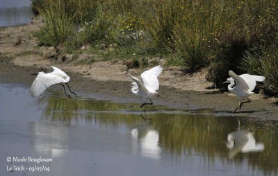 LITTLE EGRET AND TWO JUVENILES