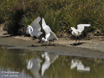 LITTLE EGRET FEEDING JUVENILES