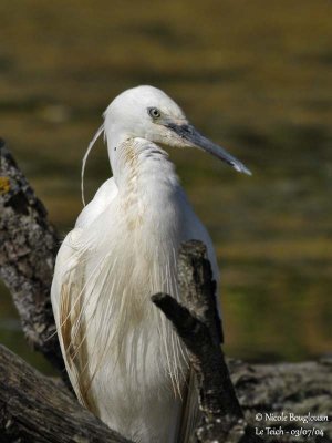 LITTLE EGRET