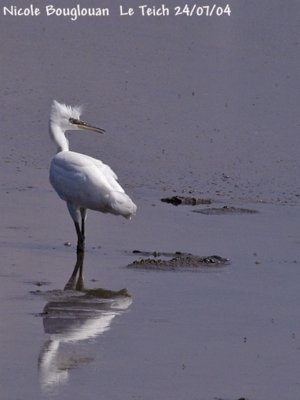 LITTLE EGRET JUVENILE