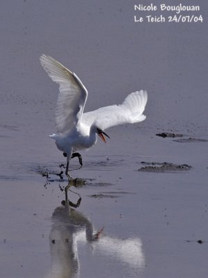 LITTLE EGRET JUVENILE