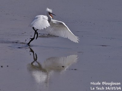 LITTLE EGRET JUVENILE