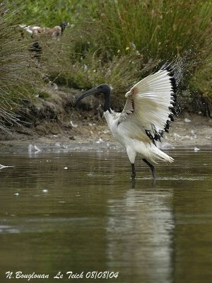 SACRED IBIS - THRESKIORNIS AETHIOPICUS - IBIS SACRE