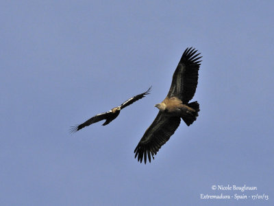 Spanish Imperial Eagle - Eur Griffon Vulture 