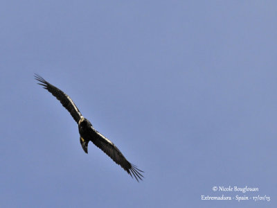 SPANISH IMPERIAL EAGLE - AQUILA ADALBERTI - AIGLE IBERIQUE