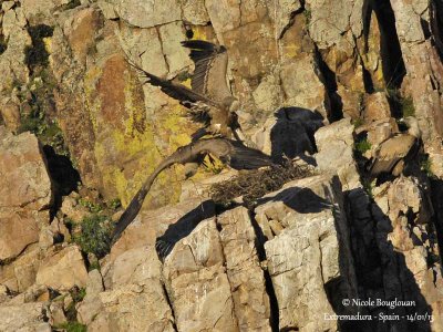 Eurasian Griffon Vulture 