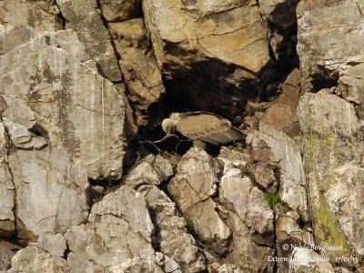 Eurasian Griffon Vulture stealing nest materials