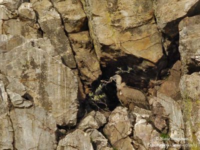 Eurasian Griffon Vulture stealing nest materials