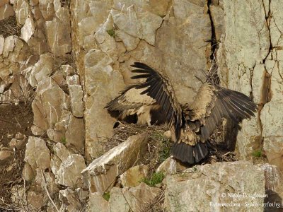 Eurasian Griffon Vulture 