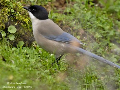 IBERIAN MAGPIE - CYANOPICA COOKI - PIE IBERIQUE