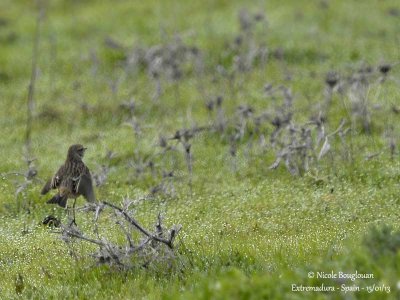 European Stonechat - first winter