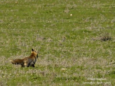 Red Fox 