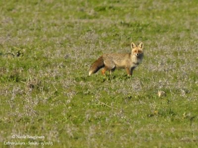 RED FOX - VULPES VULPES - RENARD ROUX