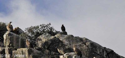SPANISH IMPERIAL EAGLE - AQUILA ADALBERTI - AIGLE IBERIQUE