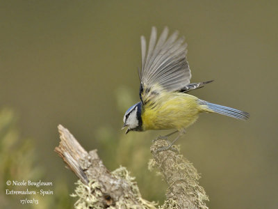 BLUE TIT - CYANISTES CAERULEUS - MESANGE BLEUE
