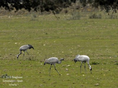 Common Cranes family