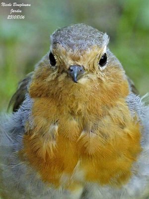 European Robin portrait