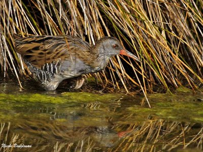 Water Rail