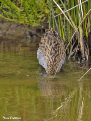 Water Rail