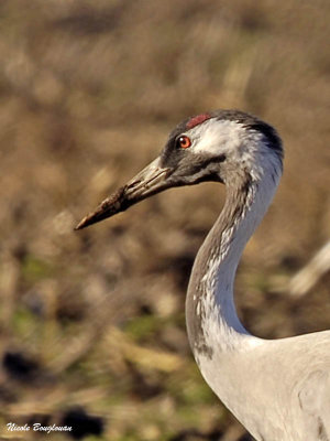 Common Crane adult