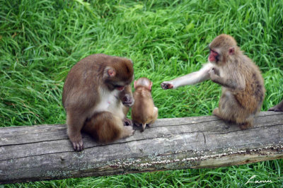 monkeys 2 - 24