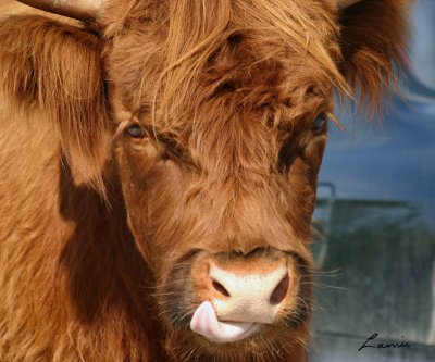 highlander cow 2 - 21