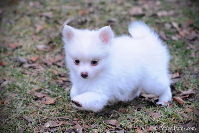 Fluffy male Pomeranian Chihuahua puppy $1,000
